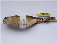 藏品(遠東樹鶯)的圖片